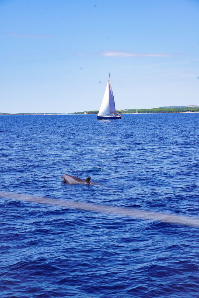 Turquoise blue water with a dolphin in Croatia